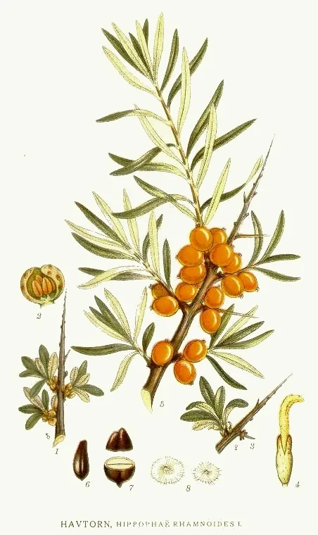 sea buckthorn (Hippophae rhamnoides), botanical illustration