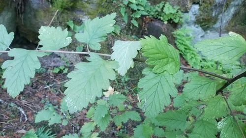 Oceanspray (Holodiscus discolor), photograph