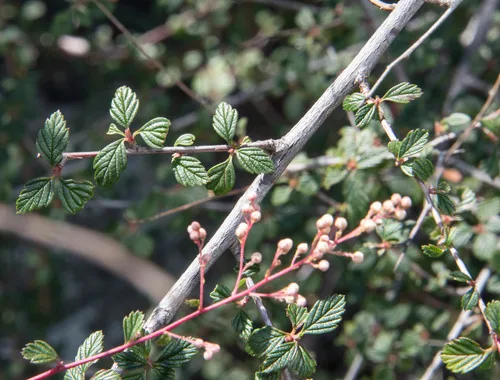 Oceanspray (Holodiscus discolor), photograph