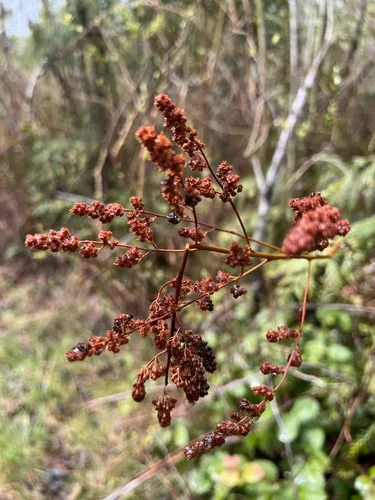 Oceanspray (Holodiscus discolor), photograph