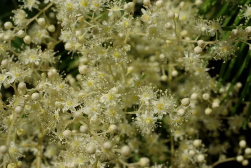 Photo: no rights reserved · CC0 · via iNaturalist oceanspray (Holodiscus discolor), photograph