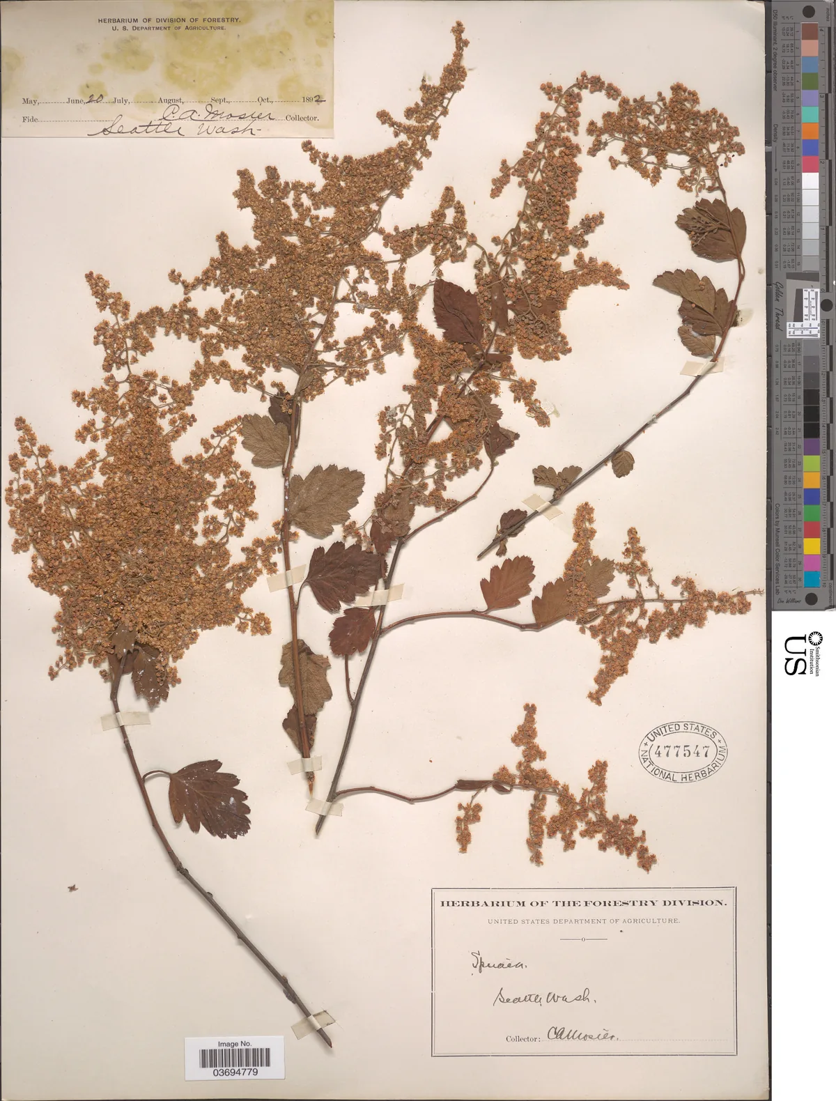 Oceanspray (Holodiscus discolor), photograph
