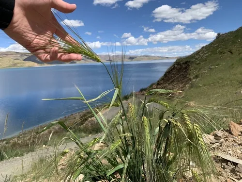 Barley (Hordeum vulgare), photograph