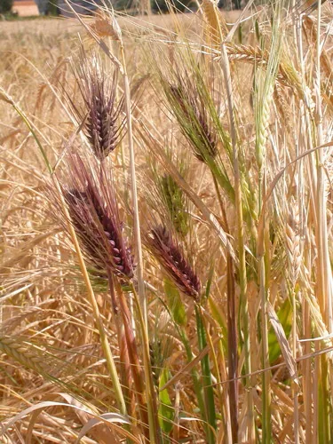 Photo: (c) Matt Lavin, some rights reserved · CC BY · via iNaturalist barley (Hordeum vulgare), photograph