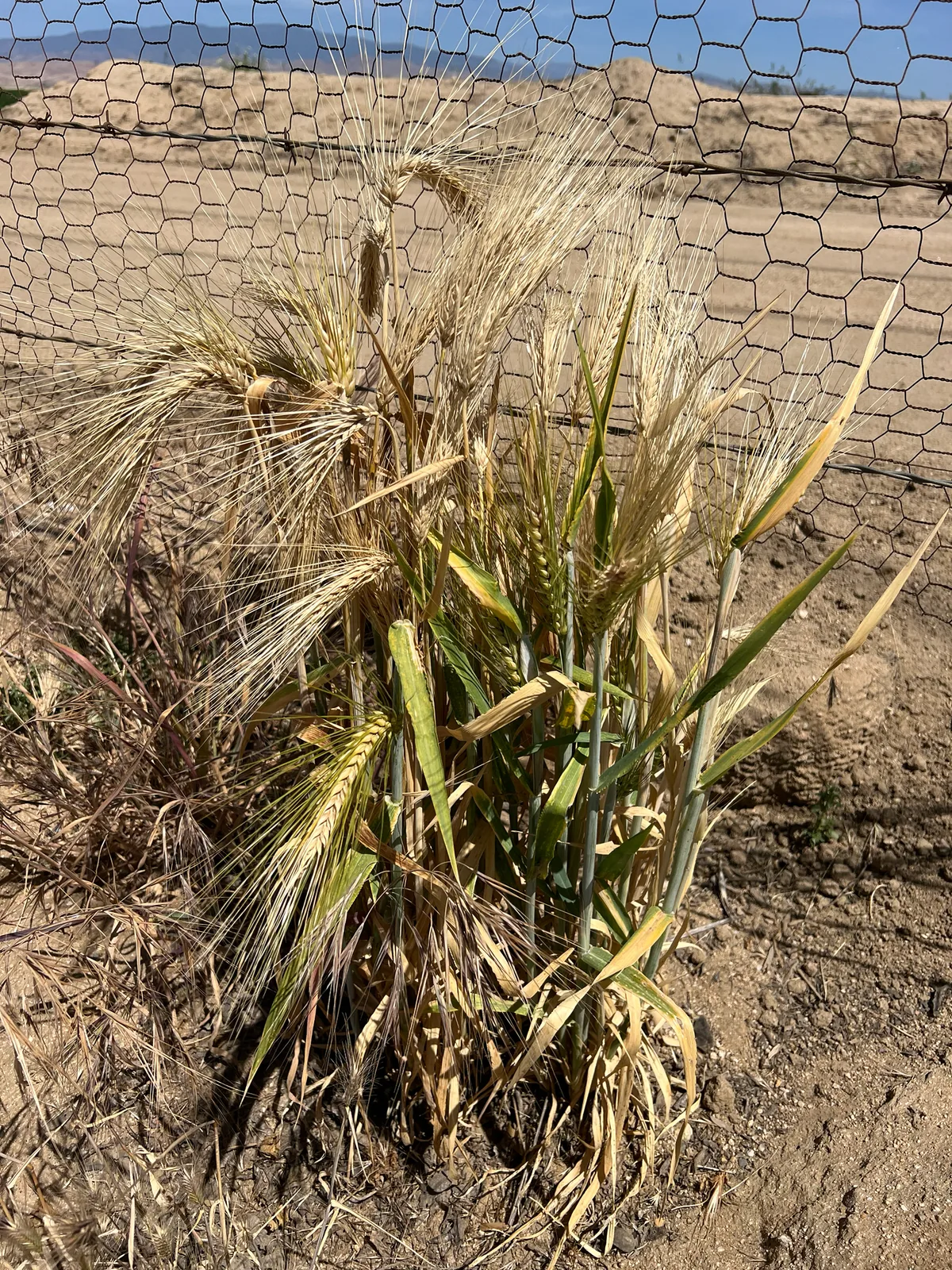 Barley (Hordeum vulgare), photograph