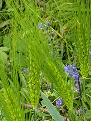 Photo: no rights reserved · cc0 · via iNaturalist Barley (Hordeum vulgare), photograph