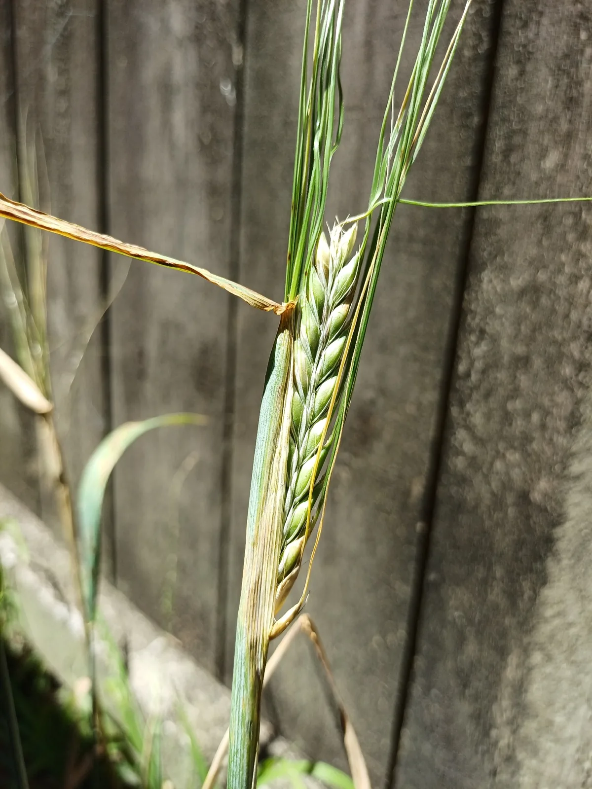 Barley (Hordeum vulgare), photograph