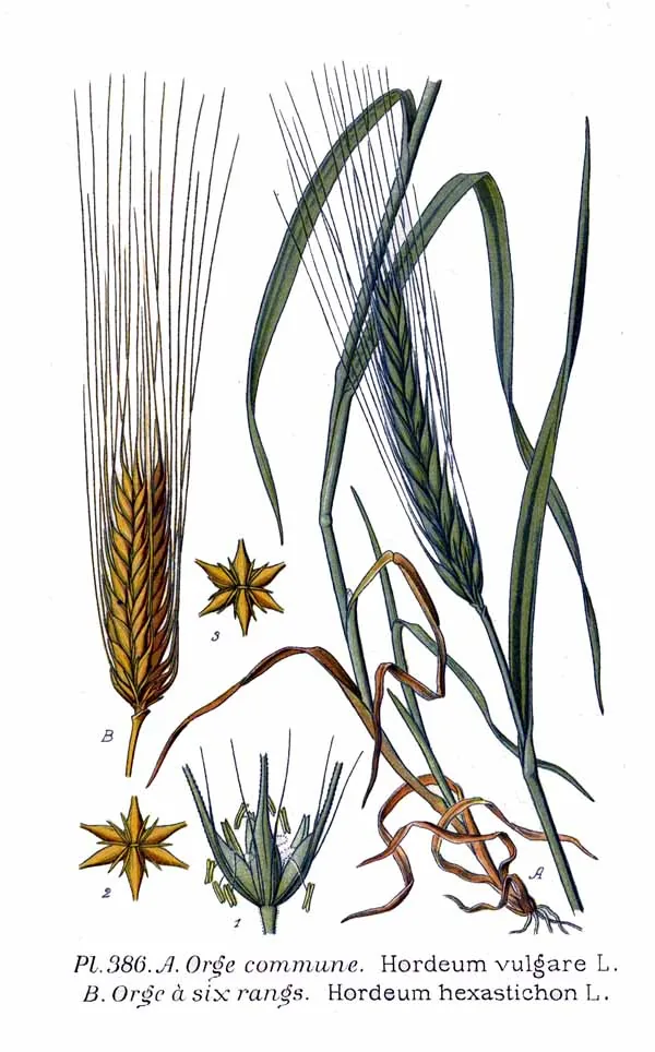 Barley (Hordeum vulgare), botanical illustration
