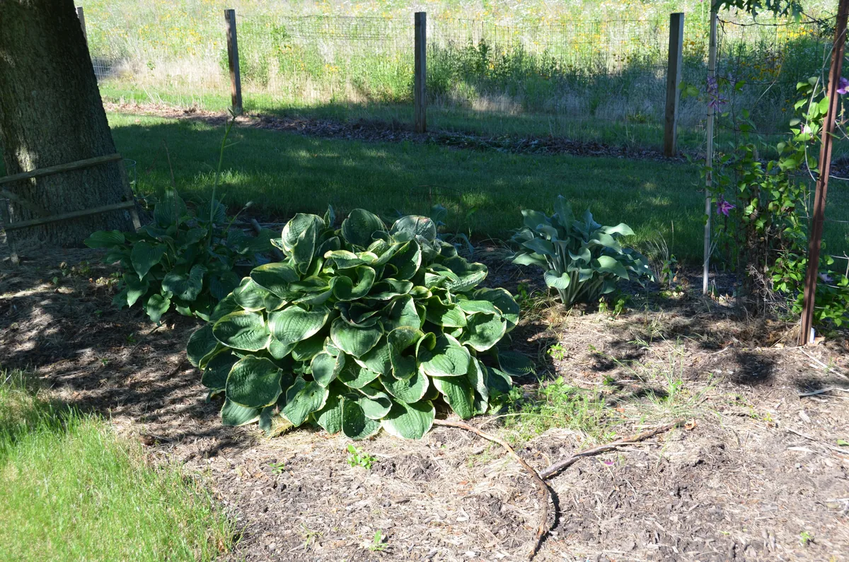 Hosta, photograph