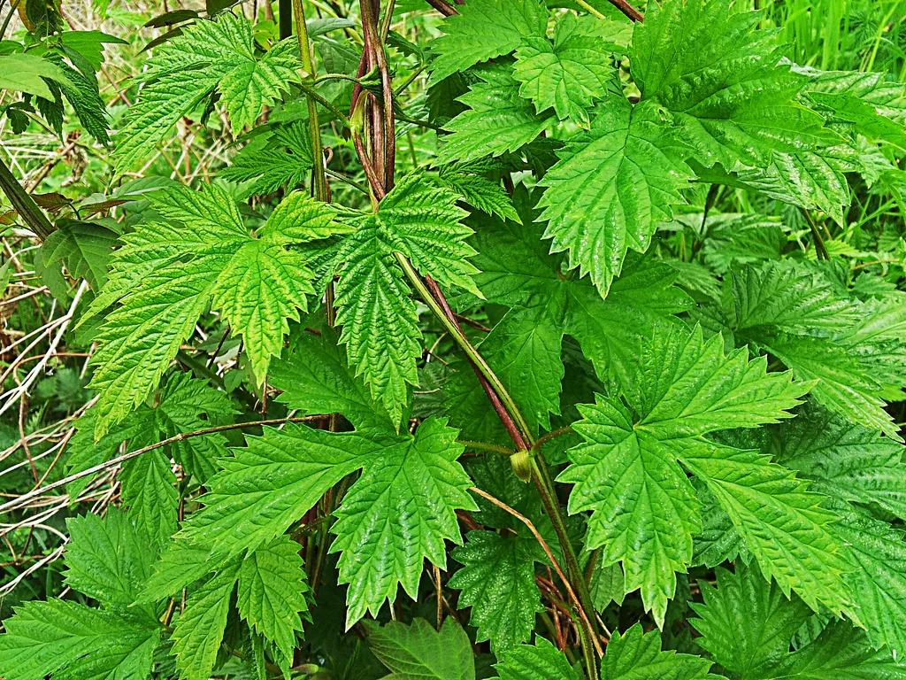 hops (Humulus lupulus), photograph