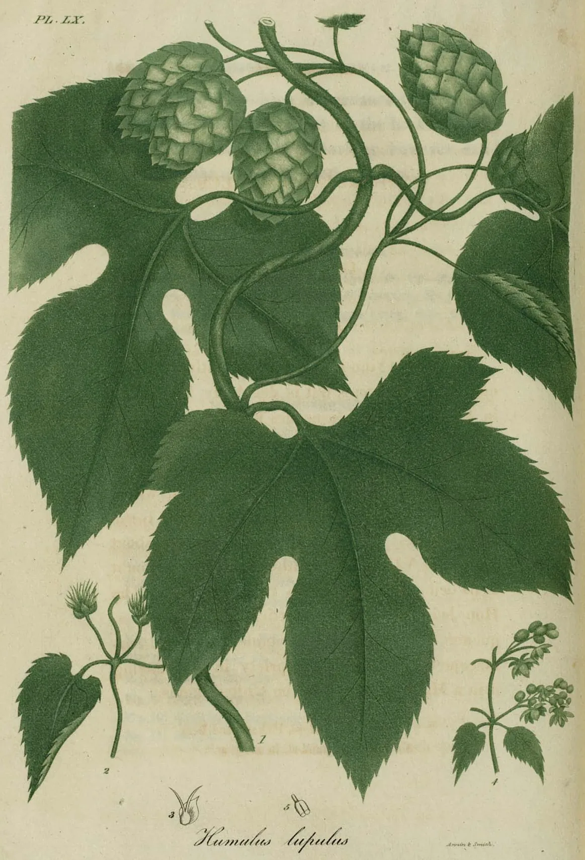 hops (Humulus lupulus), botanical illustration