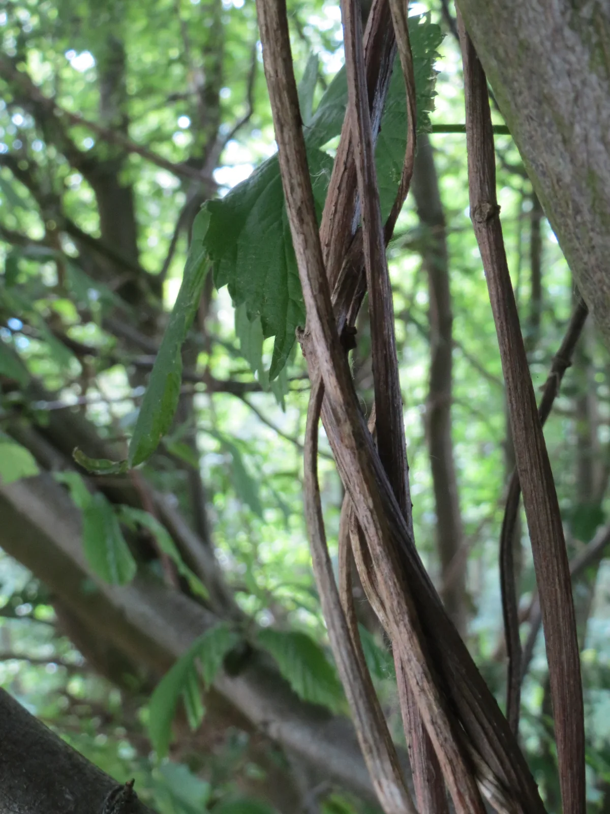 hops (Humulus lupulus), photograph