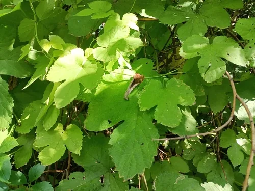 Photo: (c) captainclover, some rights reserved (CC BY) · cc-by · via iNaturalist hops (Humulus lupulus), photograph
