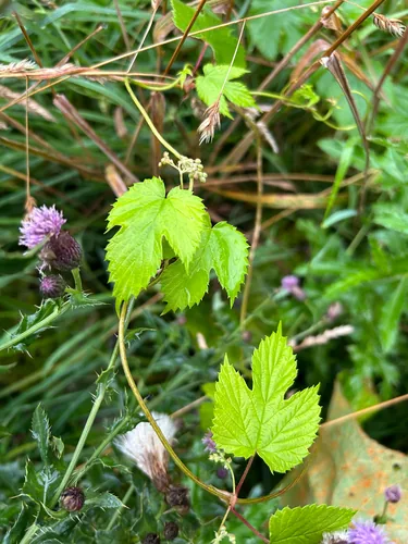 hops (Humulus lupulus), photograph