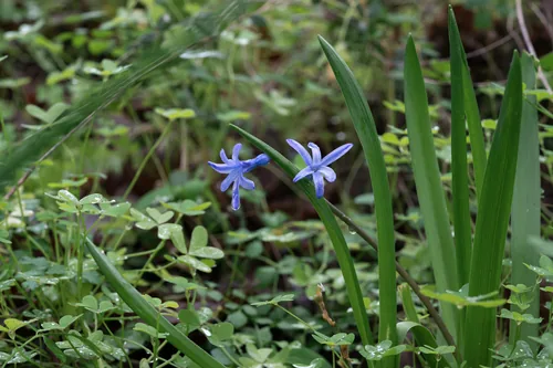 Hyacinth (Hyacinthus orientalis), photograph