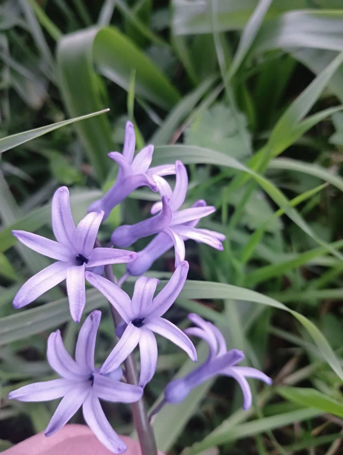 Hyacinth (Hyacinthus orientalis), photograph