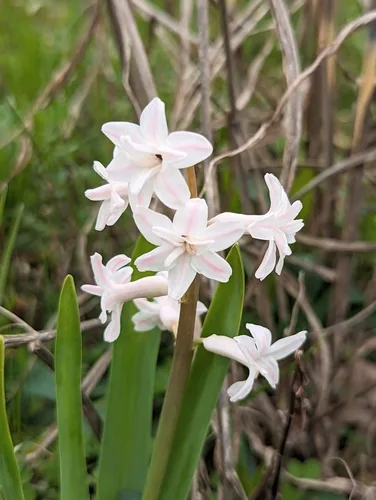 Hyacinth (Hyacinthus orientalis), photograph