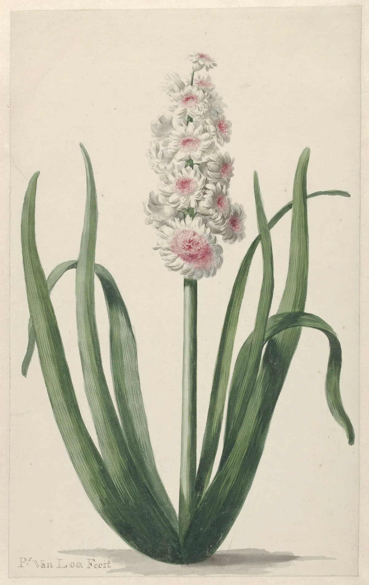 Hyacinth (Hyacinthus orientalis), botanical illustration