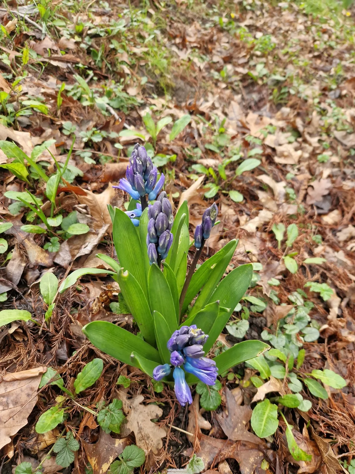 Hyacinth (Hyacinthus orientalis), photograph