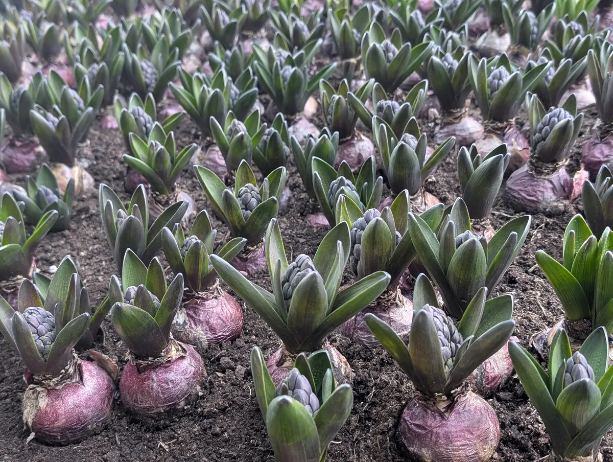 Photo: Oleslawlama, , via Wikimedia Commons · CC BY-SA 4.0 · via Wikimedia Commons hyacinth (Hyacinthus orientalis), photograph