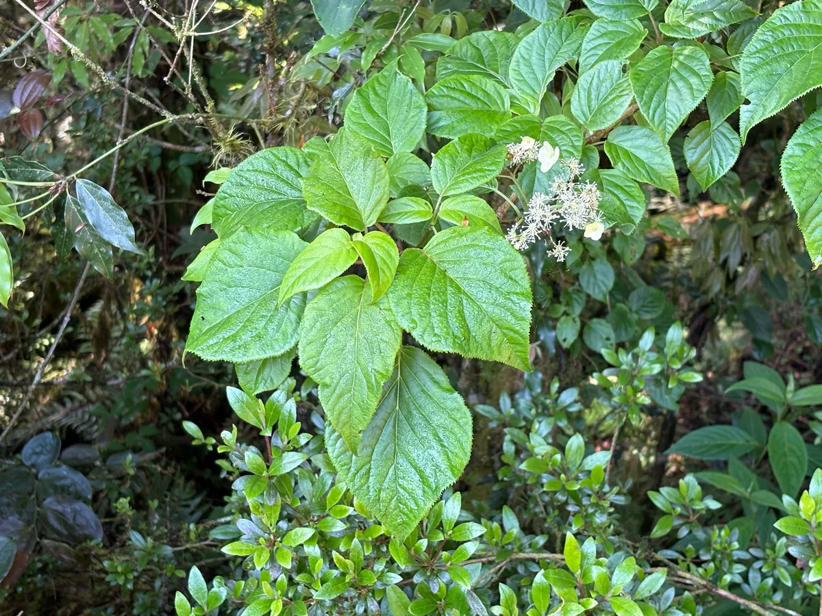 climbing hydrangea (Hydrangea anomala subsp. petiolaris), photograph