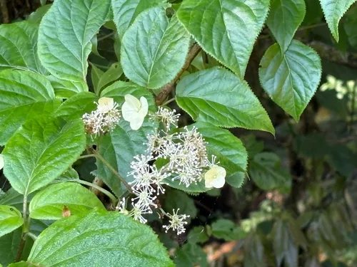 Photo: (c) 黃美滿, some rights reserved · CC BY · via iNaturalist climbing hydrangea (Hydrangea anomala subsp. petiolaris), photograph