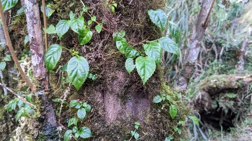 climbing hydrangea (Hydrangea anomala subsp. petiolaris), photograph
