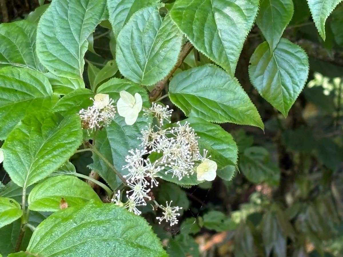 climbing hydrangea (Hydrangea anomala subsp. petiolaris), photograph