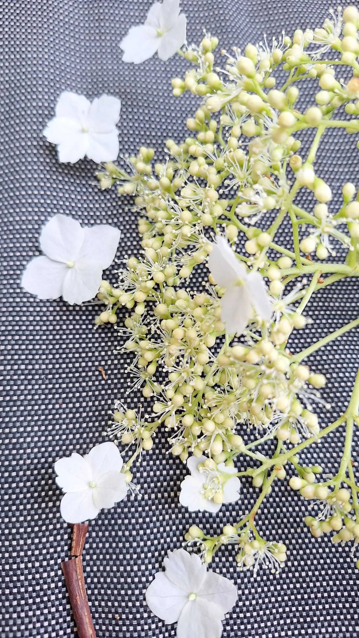 climbing hydrangea (Hydrangea anomala subsp. petiolaris), photograph