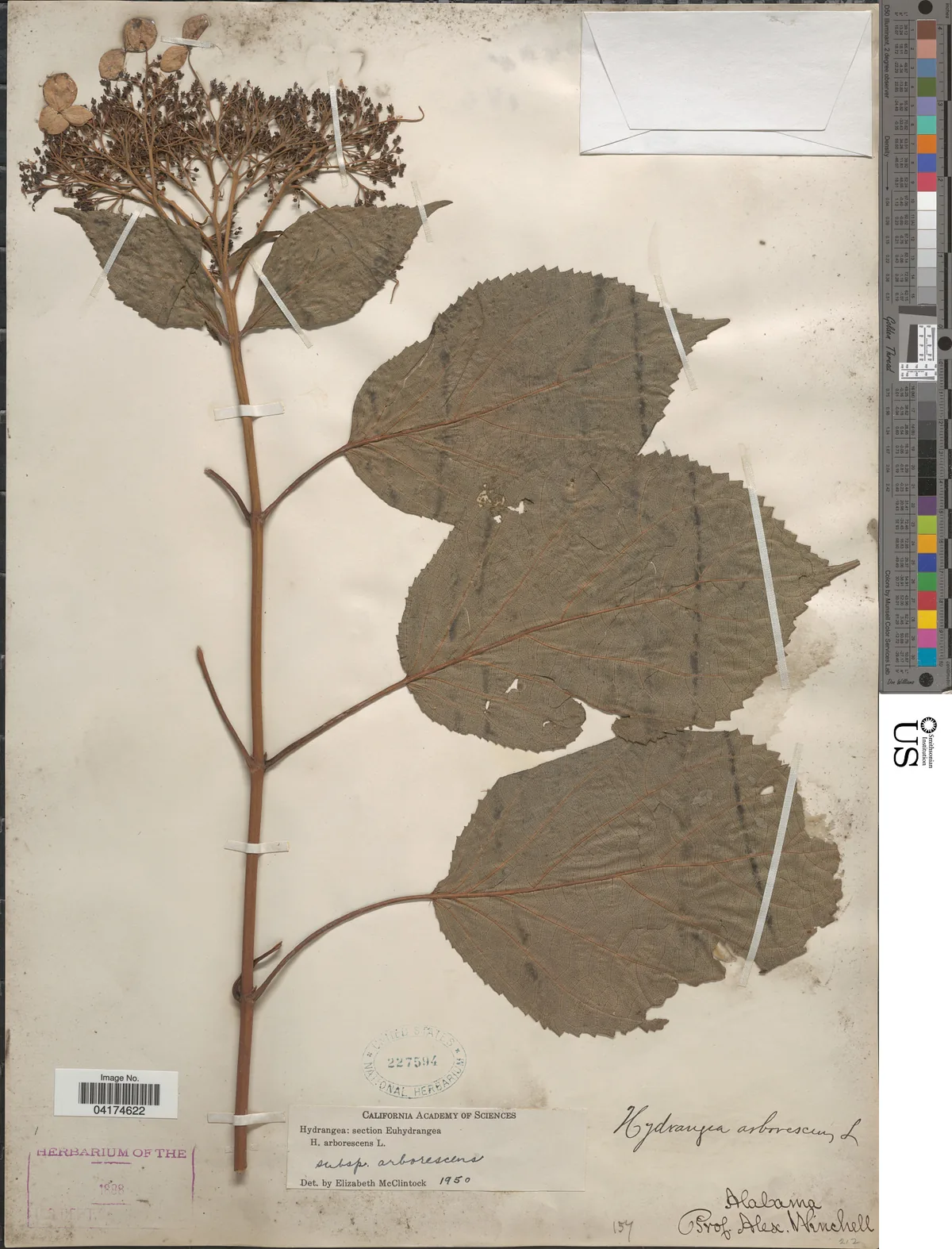 Smooth Hydrangea (Hydrangea arborescens), photograph
