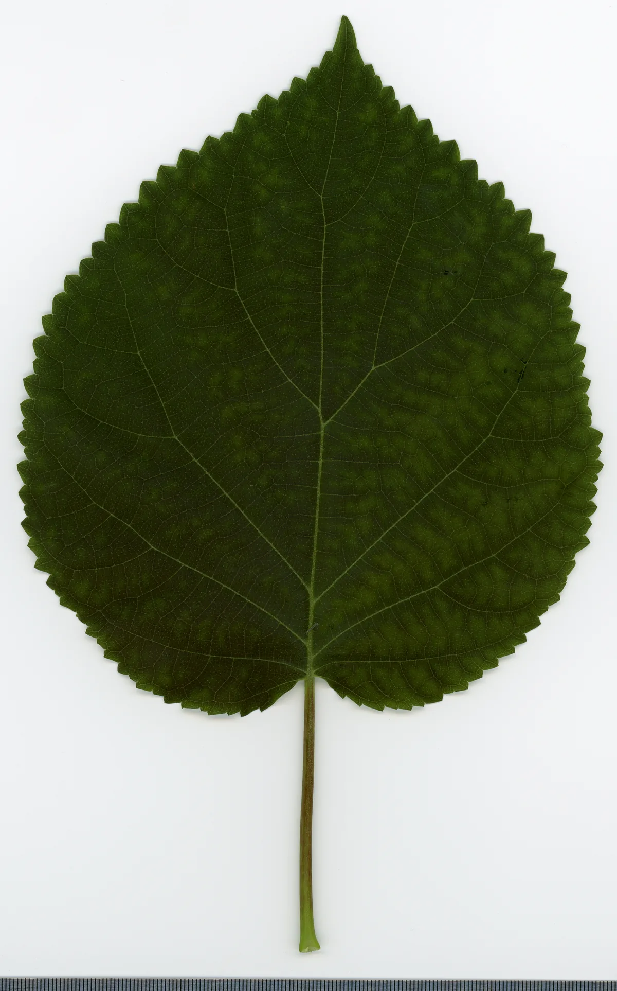 Smooth Hydrangea (Hydrangea arborescens), photograph
