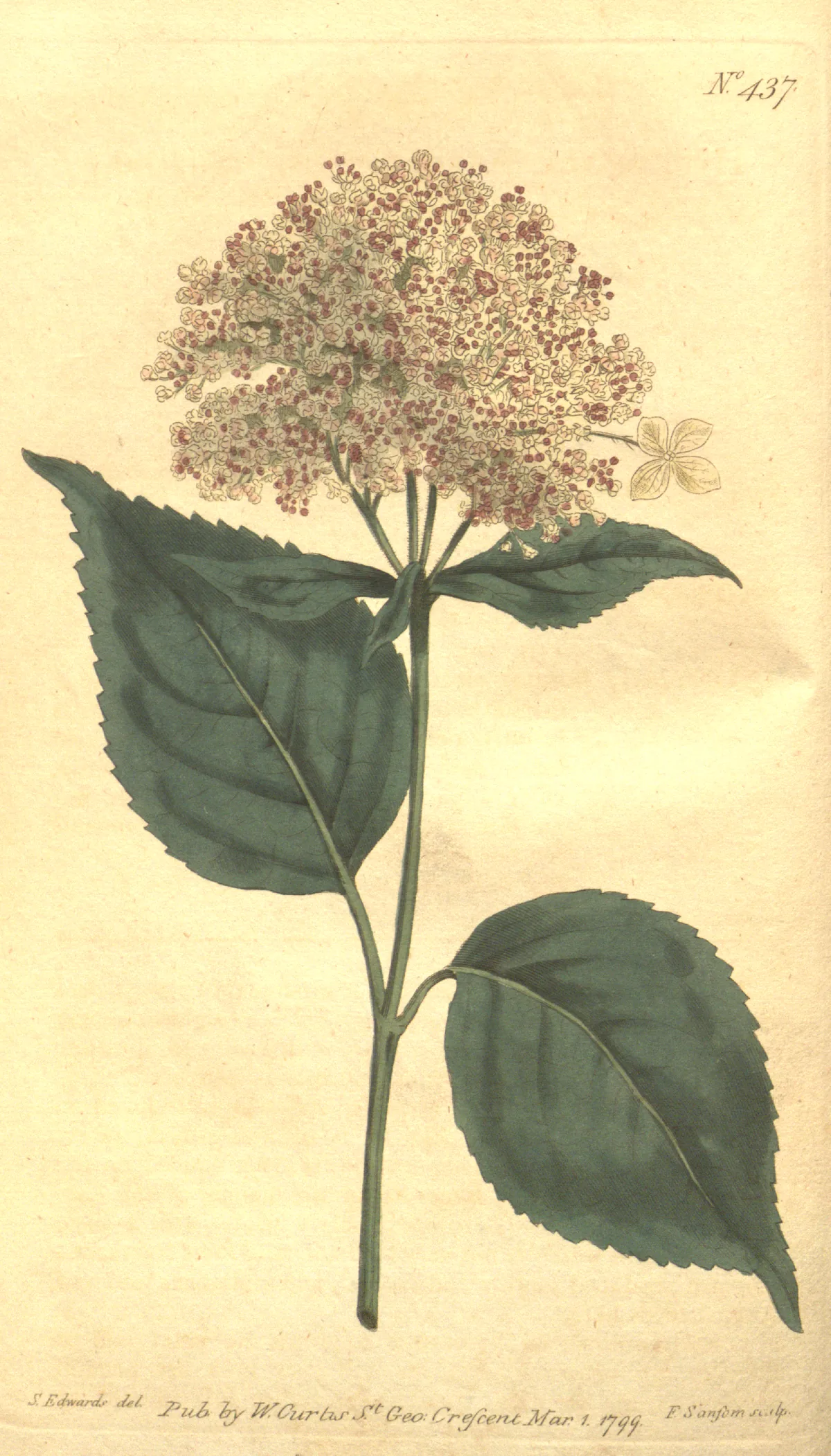 Smooth Hydrangea (Hydrangea arborescens), botanical illustration