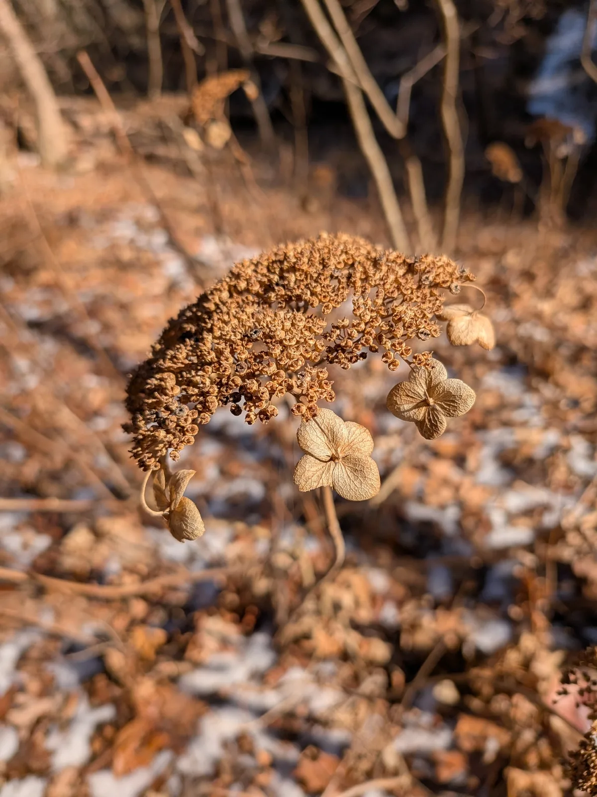 Smooth Hydrangea (Hydrangea arborescens), photograph