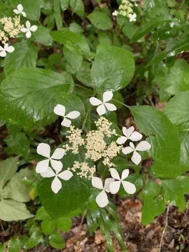Photo: (c) Brandon Corder, some rights reserved · CC BY · via iNaturalist smooth hydrangea (Hydrangea arborescens), photograph