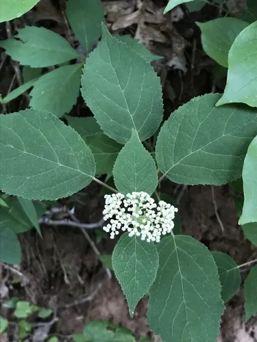 Photo: (c) Mark Eanes, some rights reserved (CC BY) · cc-by · via iNaturalist Smooth Hydrangea (Hydrangea arborescens), photograph