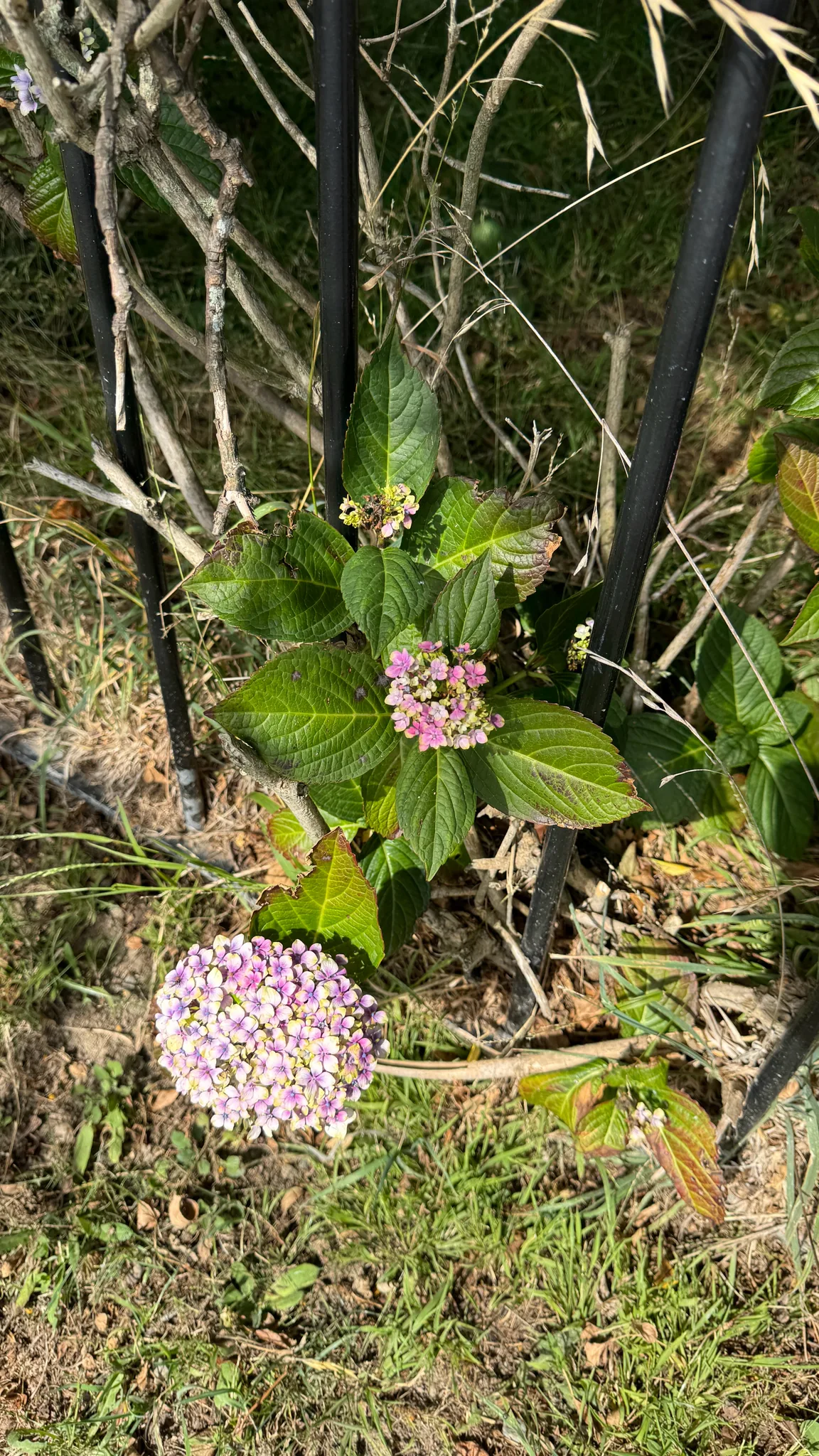 Hydrangea (Hydrangea macrophylla), photograph