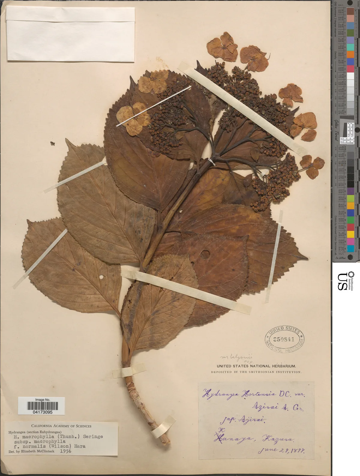 Hydrangea (Hydrangea macrophylla), photograph