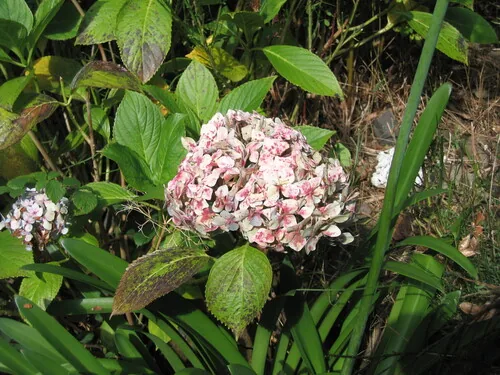 Photo: (c) zebedeugalinha, some rights reserved (CC BY) · cc-by · via iNaturalist Hydrangea (Hydrangea macrophylla), photograph