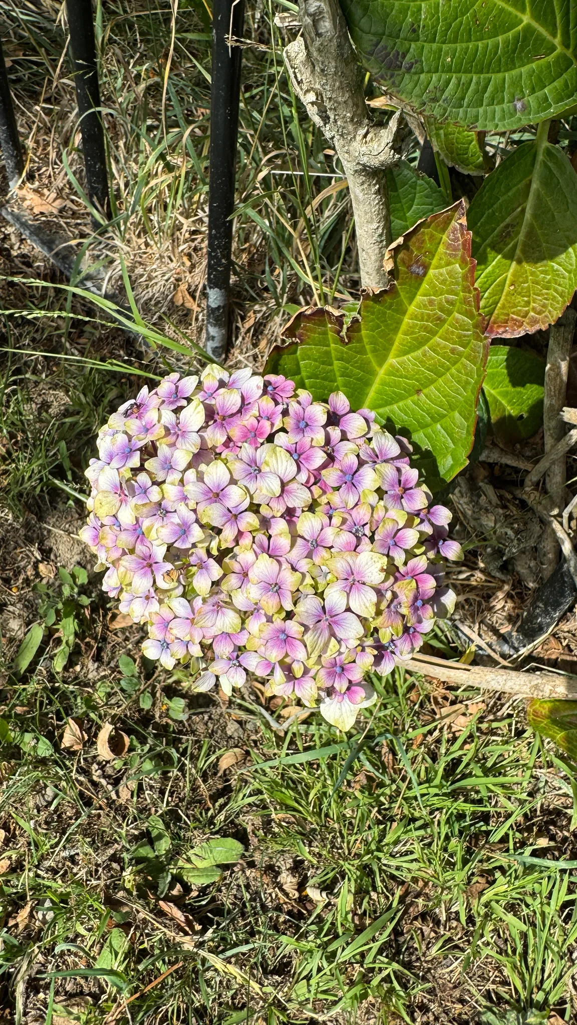 Photo: Frank Ashwood, via iNaturalist · CC BY · via GBIF hydrangea (Hydrangea macrophylla), photograph