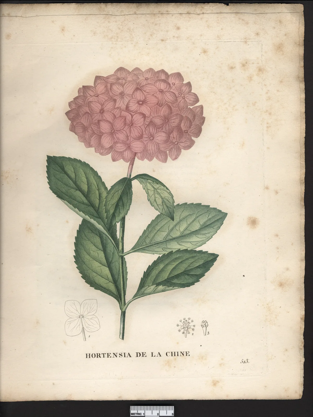 Hydrangea (Hydrangea macrophylla), botanical illustration