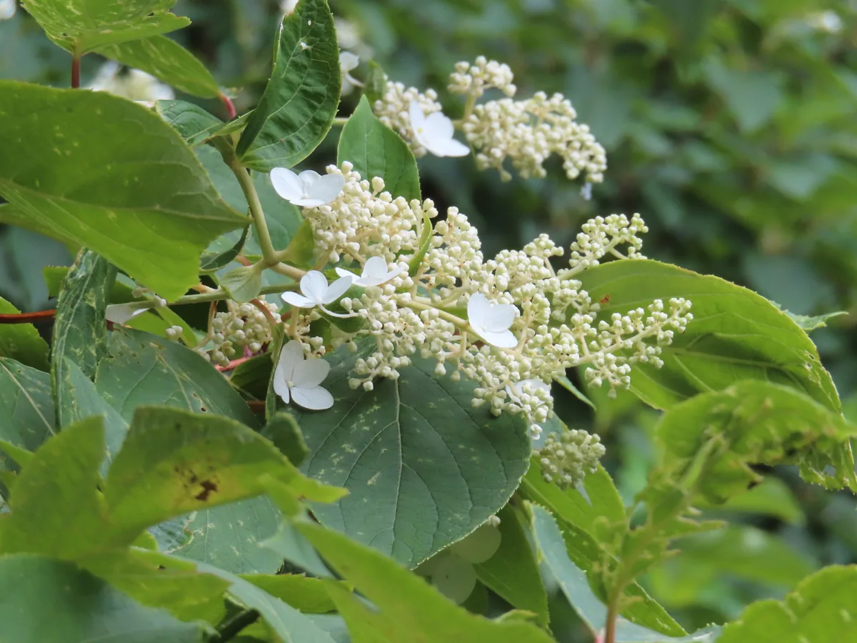 Photo: Timur Kalininsky, via iNaturalist · CC BY · via GBIF panicle hydrangea (Hydrangea paniculata), photograph
