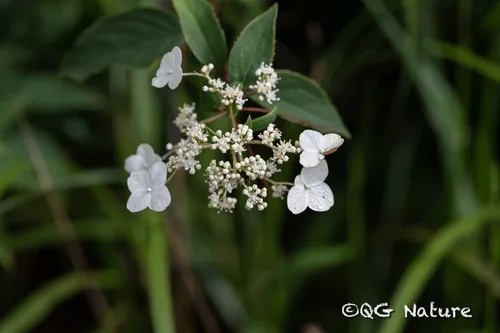 Panicle Hydrangea (Hydrangea paniculata), photograph