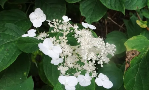 Panicle Hydrangea (Hydrangea paniculata), photograph