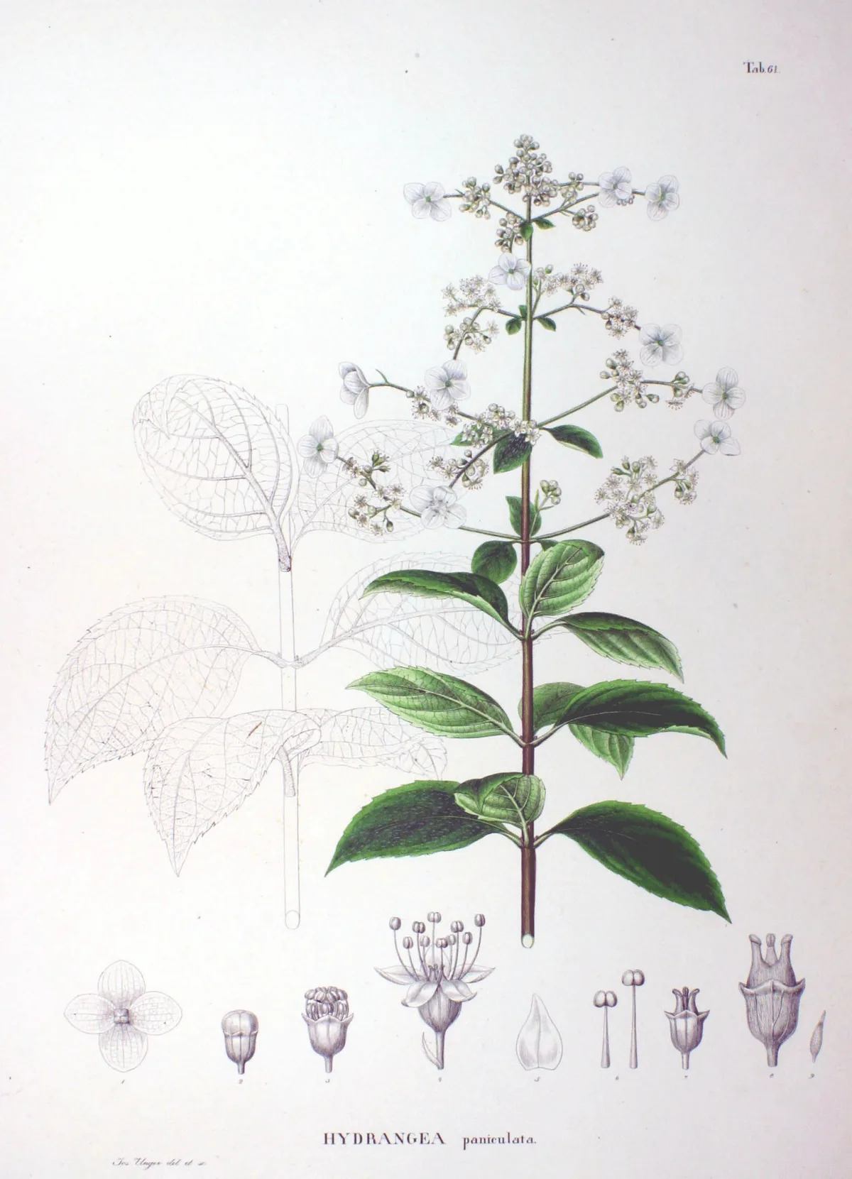Panicle Hydrangea (Hydrangea paniculata), botanical illustration