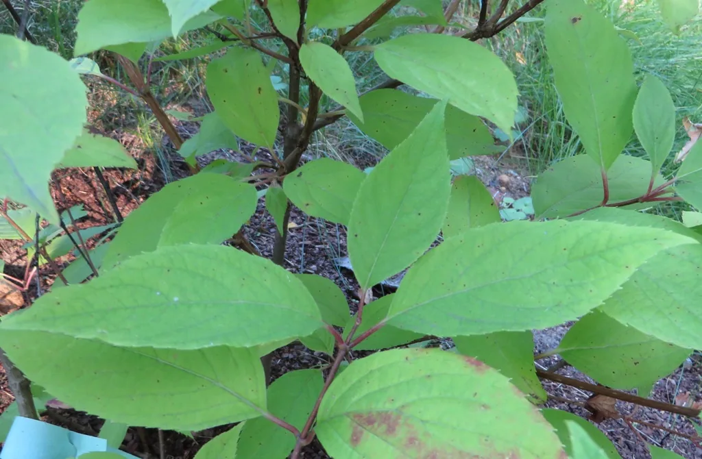Panicle Hydrangea (Hydrangea paniculata), photograph
