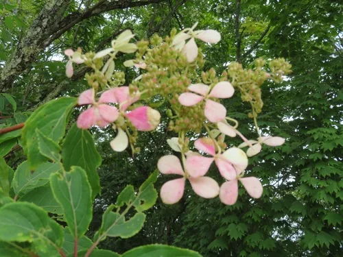 Panicle Hydrangea (Hydrangea paniculata), photograph