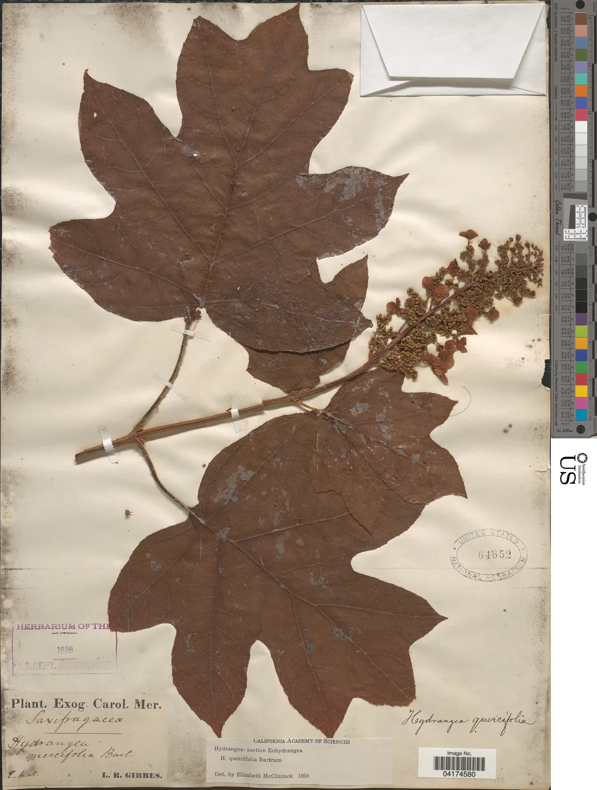 Oakleaf Hydrangea (Hydrangea quercifolia), photograph