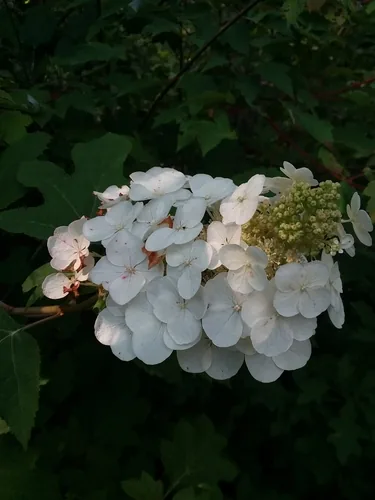 Photo: (c) Will McFarland, some rights reserved · CC BY · via iNaturalist oakleaf hydrangea (Hydrangea quercifolia), photograph