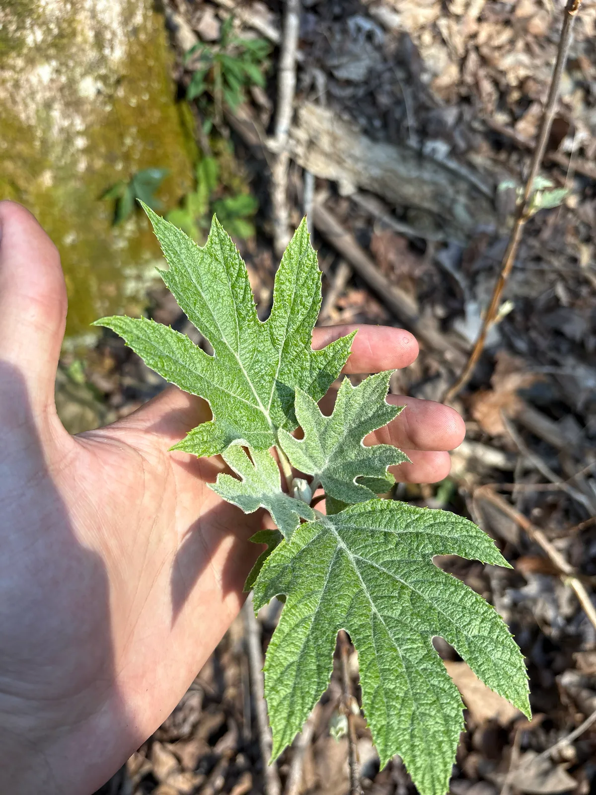 Oakleaf Hydrangea (Hydrangea quercifolia), photograph