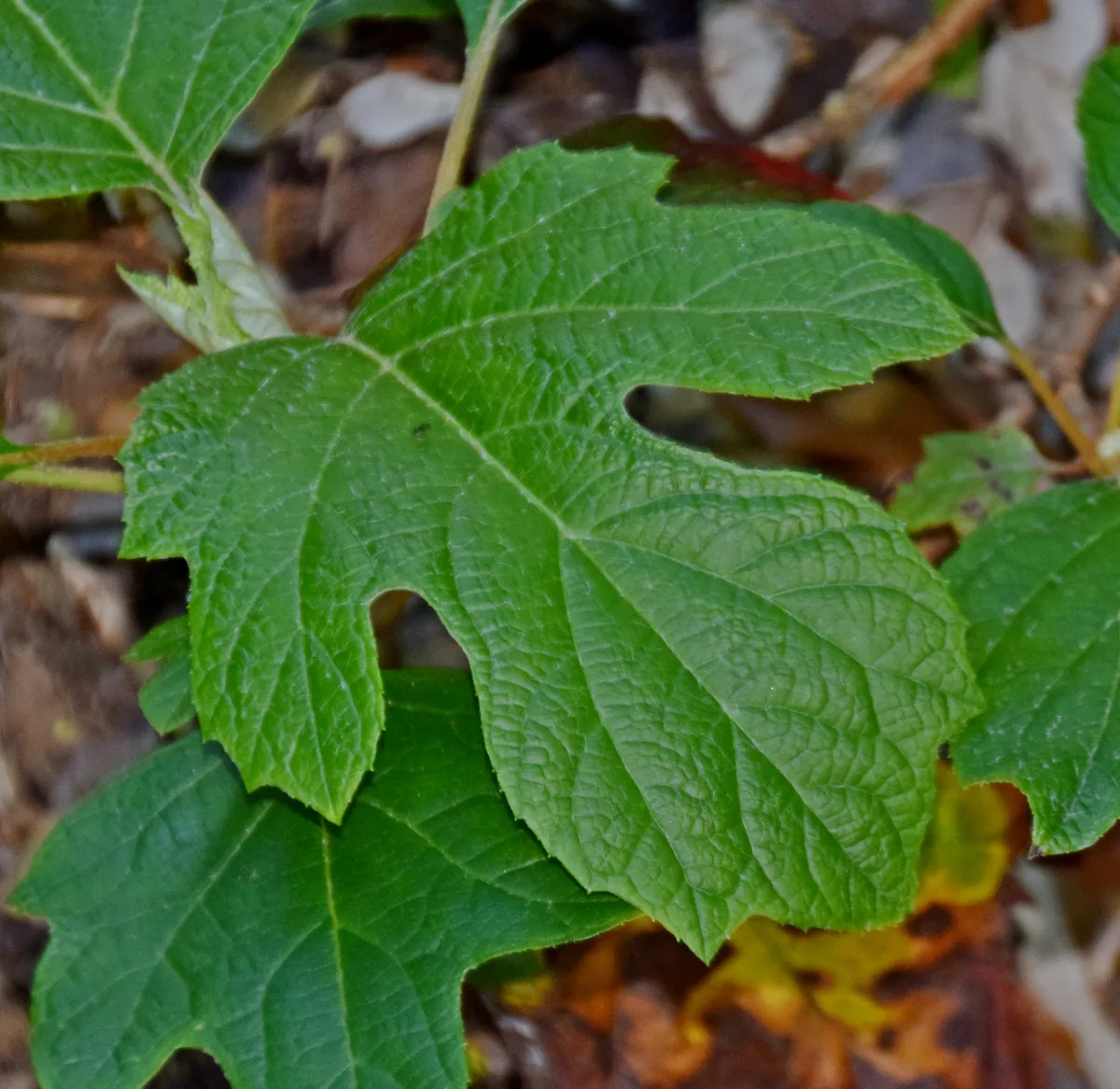 Oakleaf Hydrangea (Hydrangea quercifolia), photograph